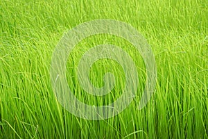 Green rice field grow in paddy farm in rainy season