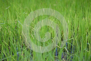 Green rice field grow in paddy farm in summer season