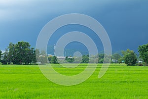 Green rice field with heavy strom background