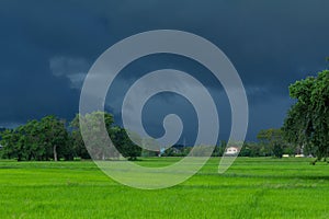 Green rice field with heavy strom background