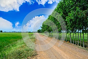 Green rice field and laterite