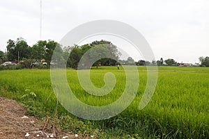 green rice field look so nice and beautyful