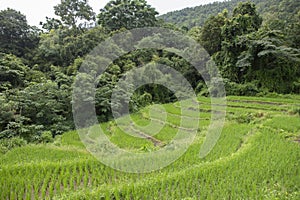 Green rice field in Mae Chaem District, Chiang Mai Province, Thailand