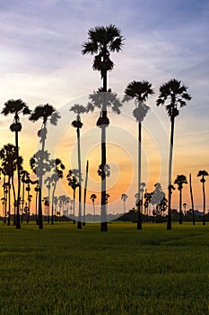 Green rice field in the morning on palm tree during sunrise time