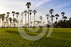 Green rice field in the morning on palm tree during sunrise time