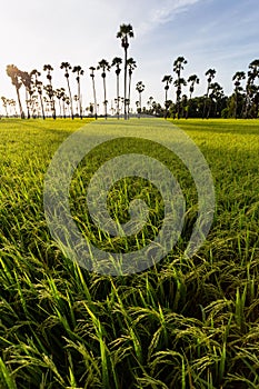 Green rice field in the morning on palm tree during sunrise time