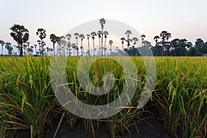 Green rice field in the morning on palm tree during sunrise time