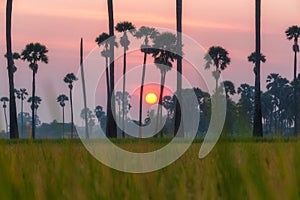 Green rice field in the morning on palm tree during sunrise time