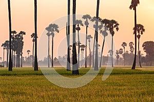 Green rice field in the morning on palm tree during sunrise time