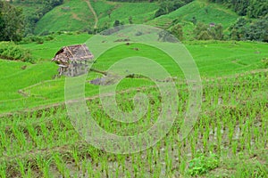 Green rice field in mountain (focus rice field)