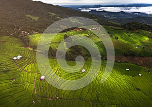 Green rice field on mountain with fog in Chiang Mai