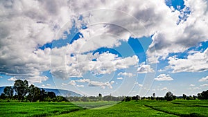 Green Rice Field with Mountains Background under Blue Sky.