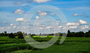 Green Rice Field with Mountains Background under Blue Sky.