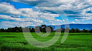 Green Rice Field with Mountains Background under Blue Sky.