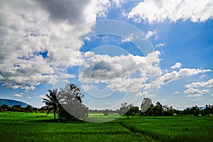 Green Rice Field with Mountains Background under Blue Sky.