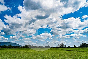 Green Rice Field with Mountains Background under Blue Sky.