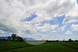 Zelené ryžové pole s pozadím hôr pod modrou oblohou.