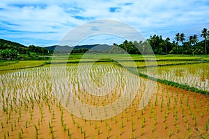 Green Rice Field with Mountains under Blue Sky