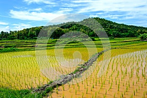 Green Rice Field with Mountains under Blue Sky