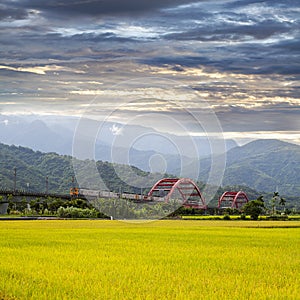 Green rice field with nice mountion photo
