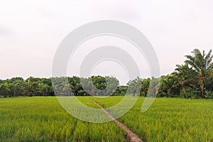 Green Rice Field with  Palm tree