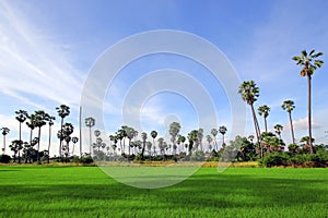 Green Rice Field with the palm tree