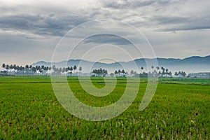 Green rice field with palm tree and mountain background