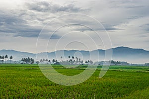 Green rice field with palm tree and mountain background