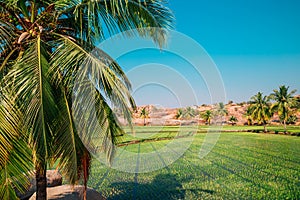 Green rice field with palm trees in Hampi, India