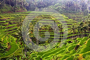 Green rice field and Palms