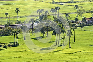 Green rice field with Palmyra palm in Thailand