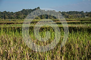 Green rice field in Pua