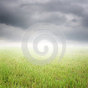 Green rice field and rainclouds photo