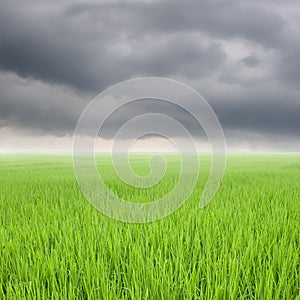 Green rice field and rainclouds in Thailand photo