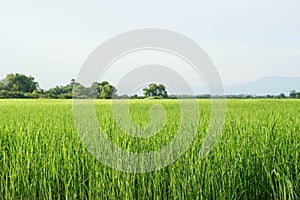 Green rice field in rural area