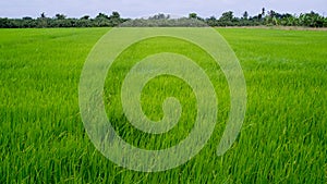 Green rice field in rural province