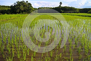 Green rice field in southern thailand