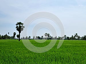 Green rice field with a sugar palm tree and coconut palm tree