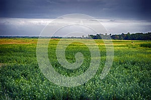 Green Rice Field In Summer with cloudy