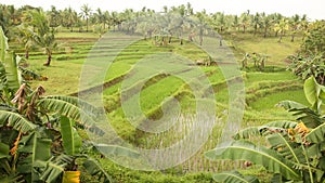 A green rice field surrounded by tall palms in one of the Philippine localities. Rice farming.