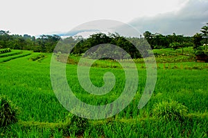 Green Rice field terraces in Bali