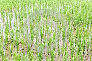 Green rice field texture