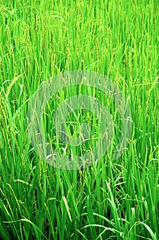 Green rice field texture wallpaper
