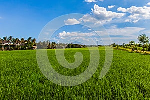 Green rice field in Thailand