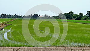 Green rice field