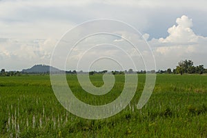 green rice field in Thailand asia