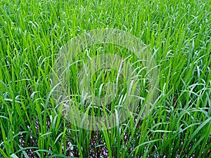 Green rice field, useful for a green, natural background.