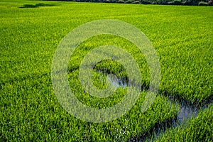 green rice field with water way