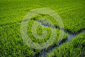 green rice field with water way