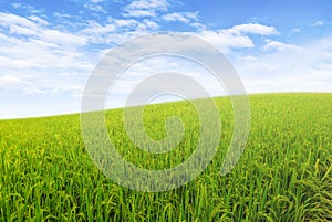 Green rice field with white clouds and blue sky in background.